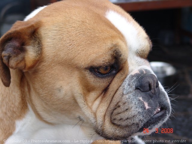 Photo de Bulldog