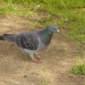 Photo de Pigeon