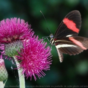 Photo de Papillon