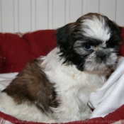 Photo de Shih tzu