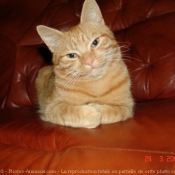 Photo de Chat domestique