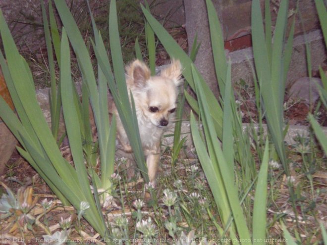 Photo de Chihuahua  poil long