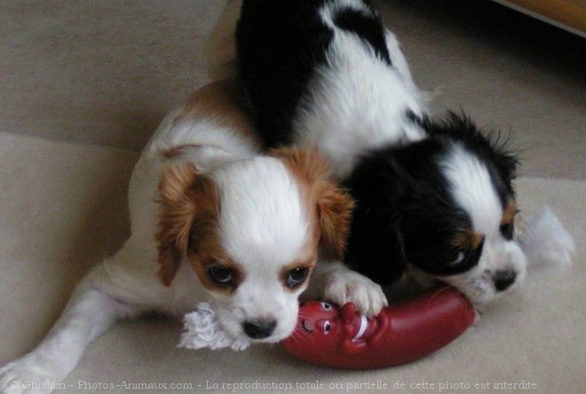 Photo de Cavalier king charles spaniel