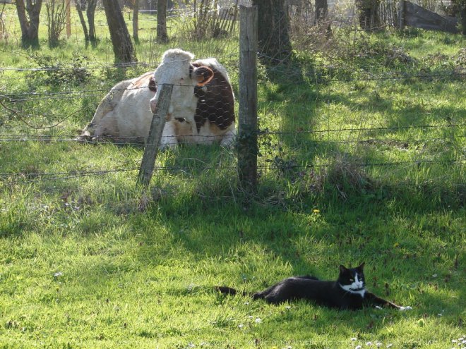 Photo de Chat domestique