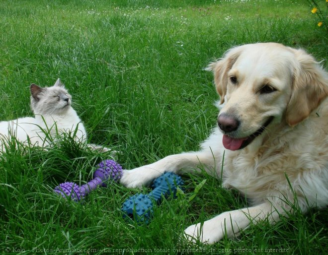 Photo de Golden retriever