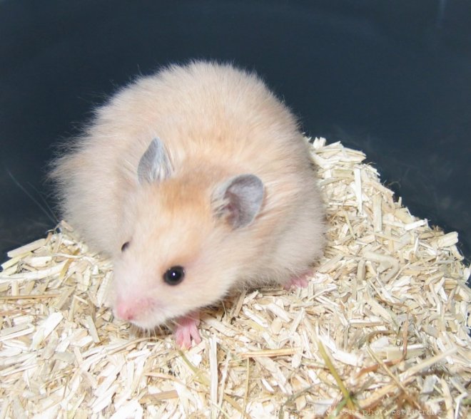 Photo de Hamster