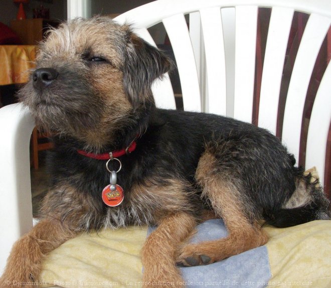 Photo de Border terrier