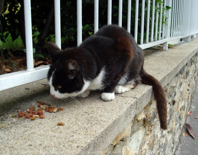 Photo de Chat domestique