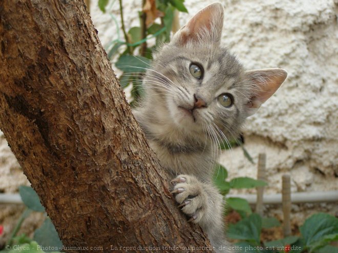 Photo de Chat domestique