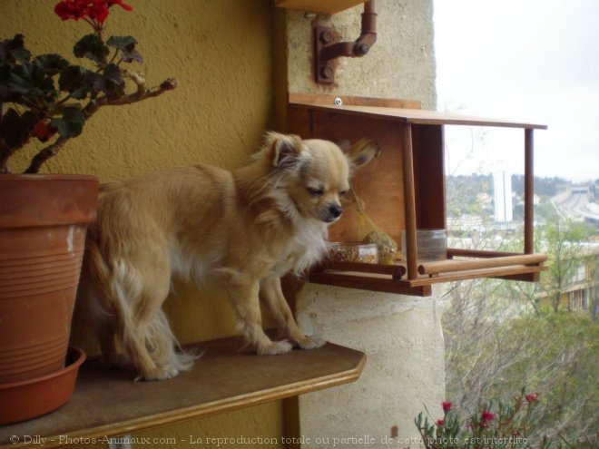 Photo de Chihuahua  poil long