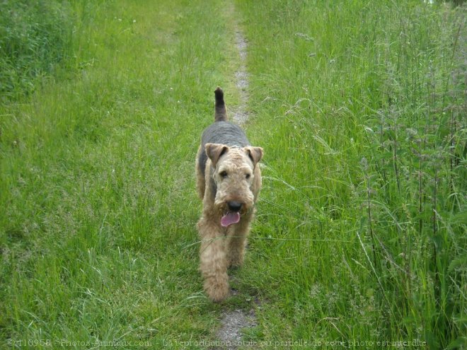 Photo d'Airedale terrier