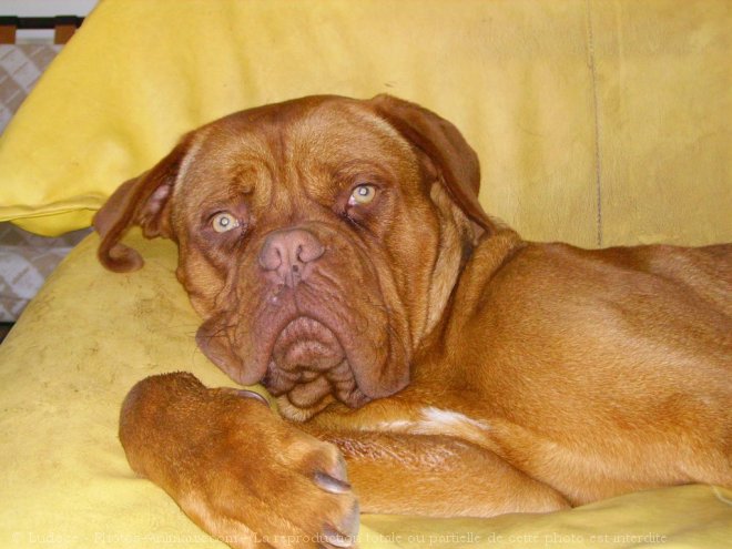 Photo de Dogue de bordeaux