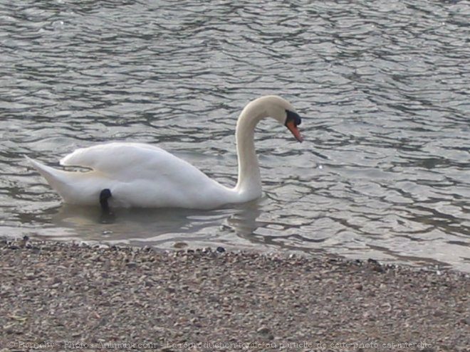 Photo de Cygne