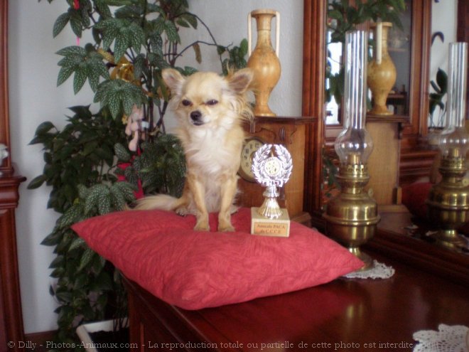 Photo de Chihuahua  poil long