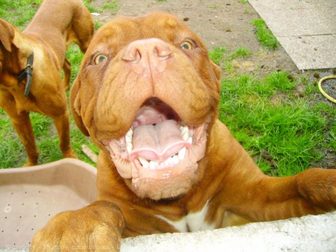 Photo de Dogue de bordeaux