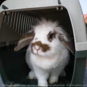 Photo de Lapin