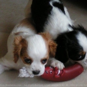 Photo de Cavalier king charles spaniel