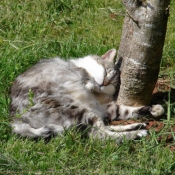 Photo de Chat domestique