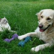 Photo de Golden retriever