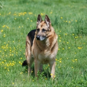 Photo de Berger allemand  poil court