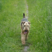 Photo d'Airedale terrier