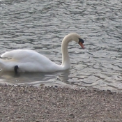 Photo de Cygne