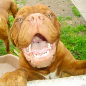 Photo de Dogue de bordeaux