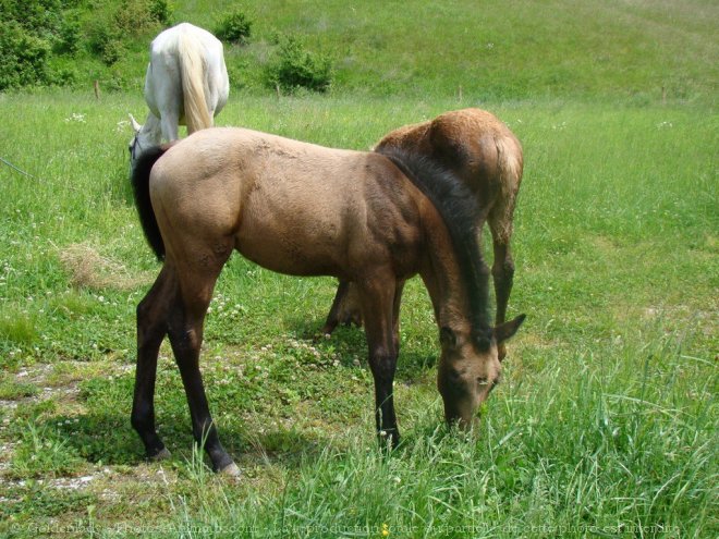 Photo de Quarter horse