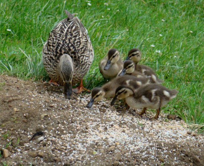 Photo de Canard