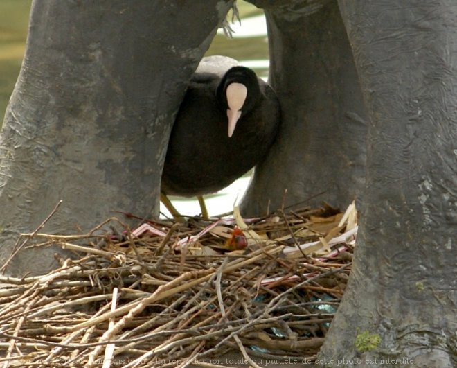 Photo de Foulque macroule