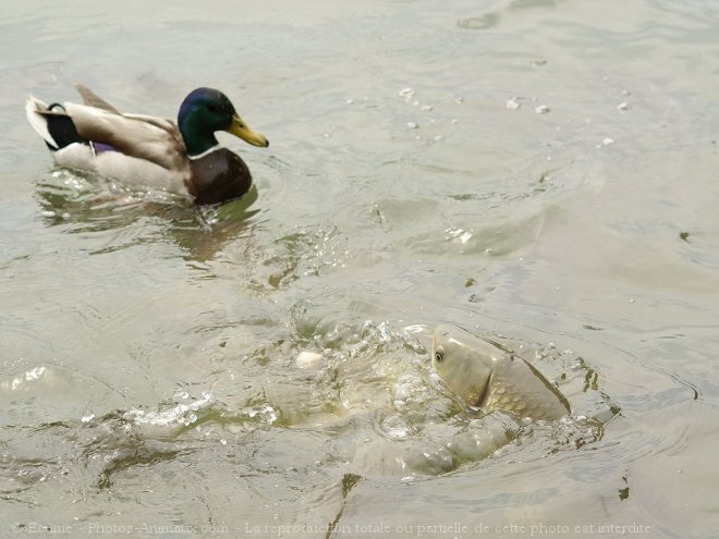 Photo de Canard colvert