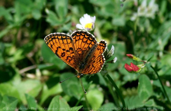 Photo de Papillon