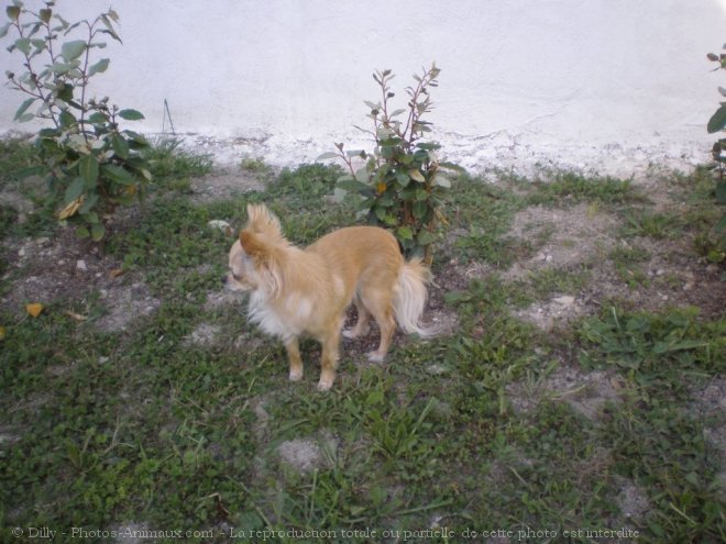 Photo de Chihuahua  poil long