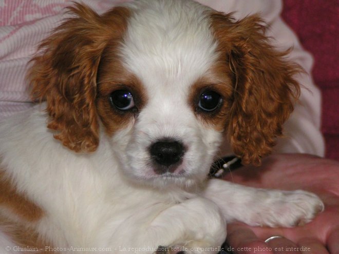 Photo de Cavalier king charles spaniel