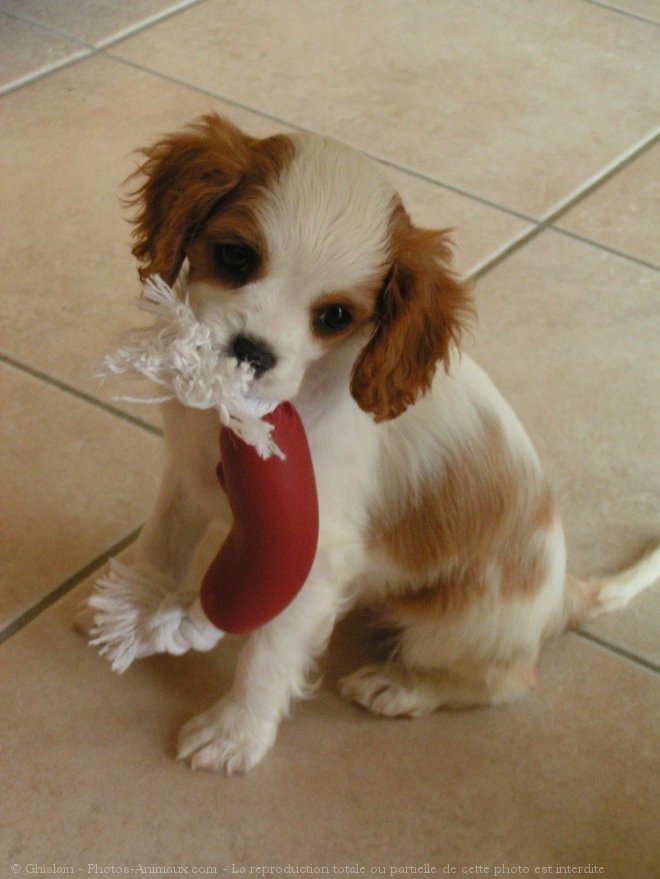 Photo de Cavalier king charles spaniel