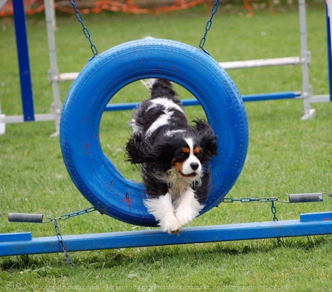 Photo de Cavalier king charles spaniel