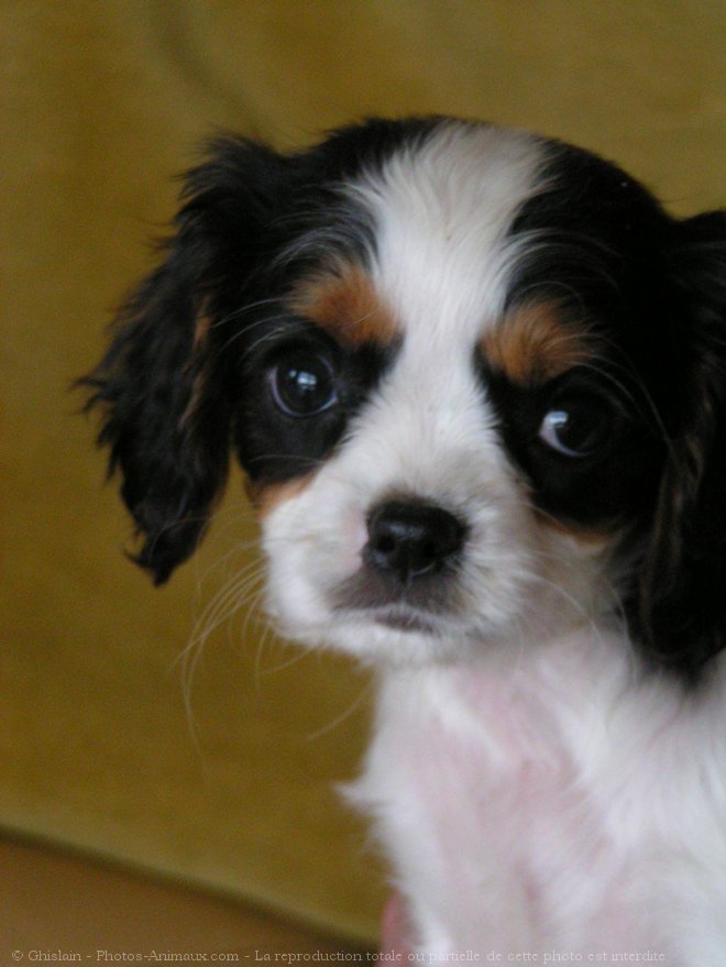 Photo de Cavalier king charles spaniel