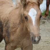 Photo de Quarter horse