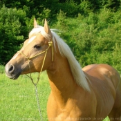 Photo de Quarter horse