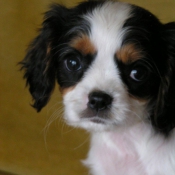 Photo de Cavalier king charles spaniel