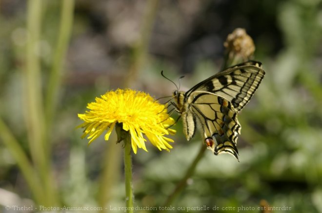 Photo de Papillon - machaon