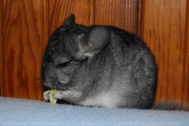 Photo de Chinchilla