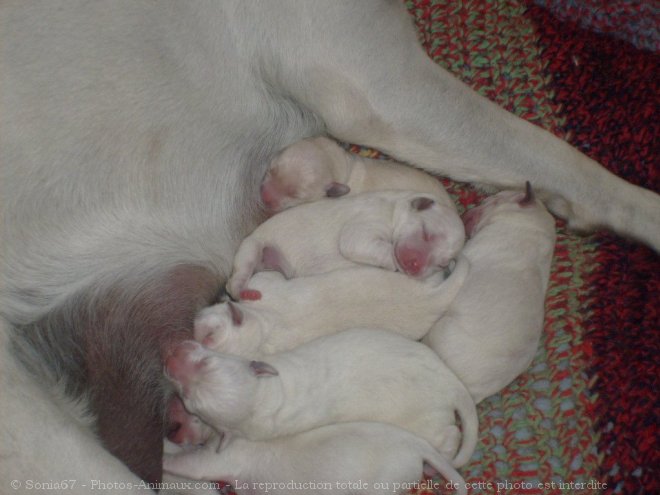 Photo de Labrador retriever