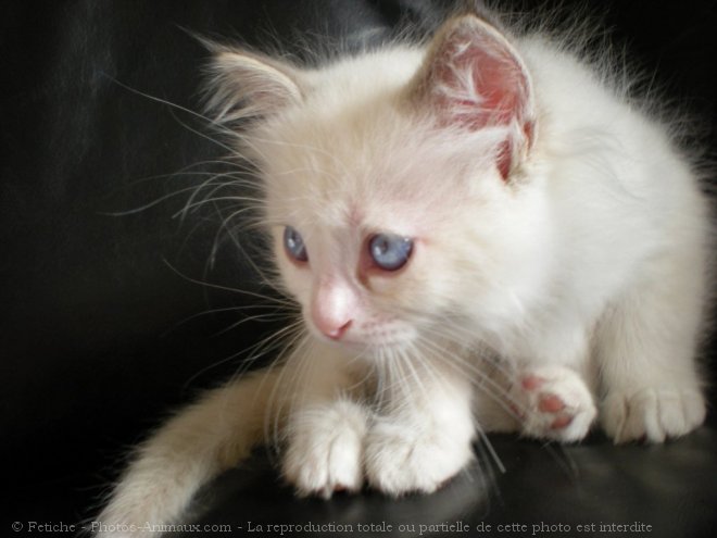 Photo de Ragdoll