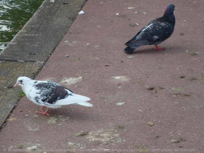 Photo de Pigeon