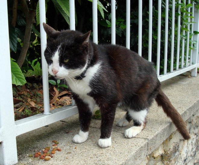 Photo de Chat domestique