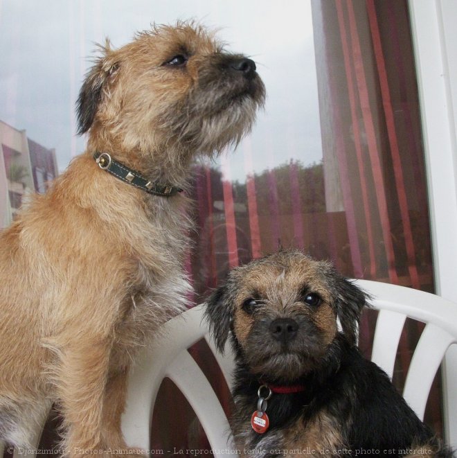 Photo de Border terrier