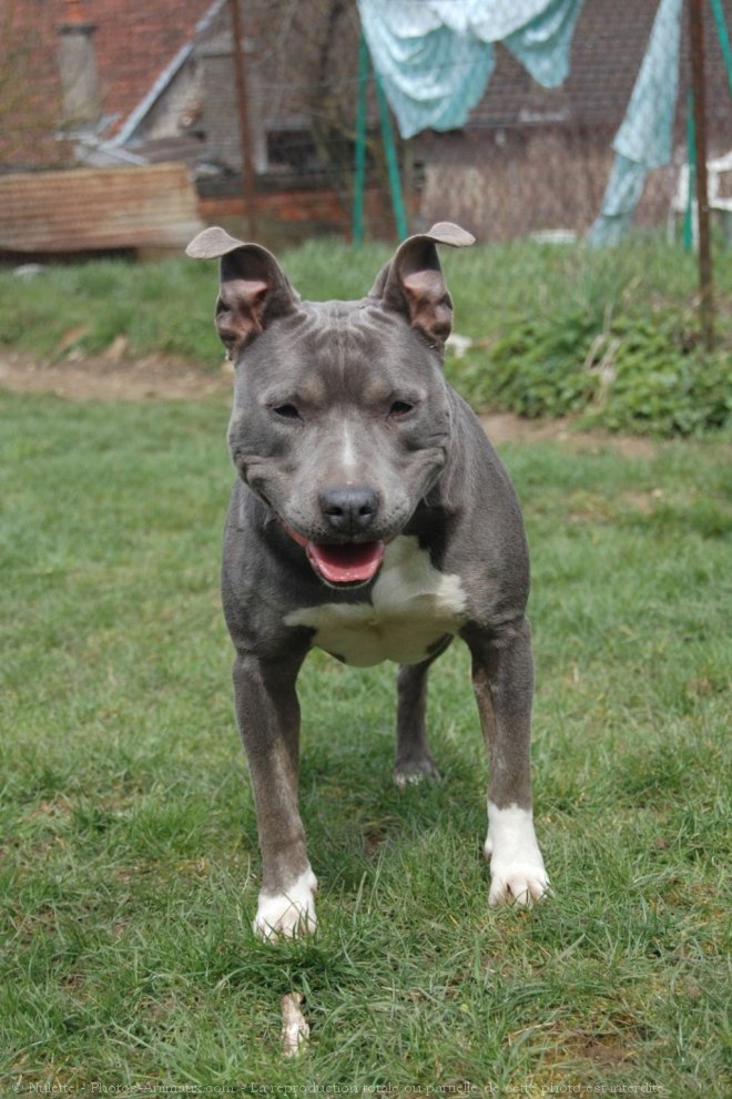 Photo d'American staffordshire terrier