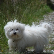 Photo de Coton de tulear