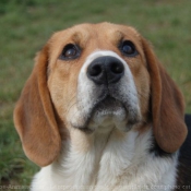 Photo de Beagle